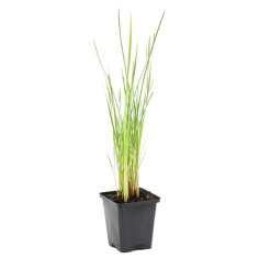Typha Latifolia