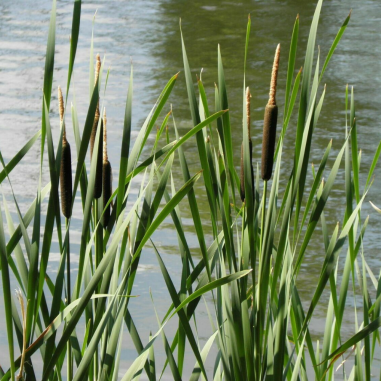 Typha Latifolia