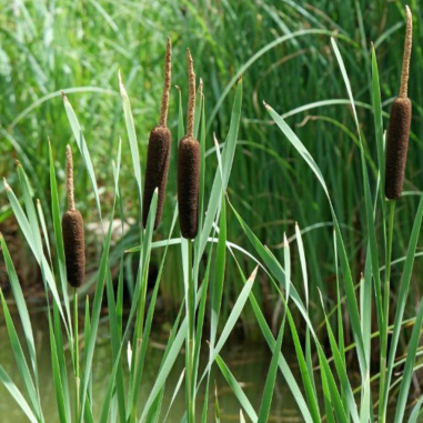 Typha Latifolia