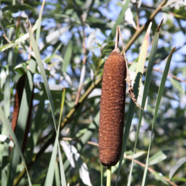 Typha Latifolia