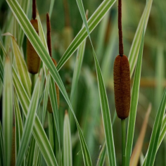 Typha Latifolia 2