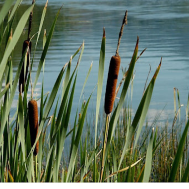 Typha Latifolia