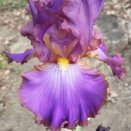 Iris versicolor