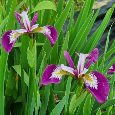 Iris Versicolor