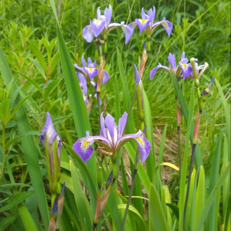 Iris Versicolor