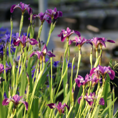 Iris Versicolor 2