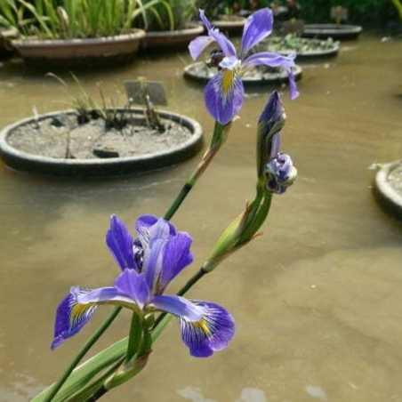 Iris Versicolor