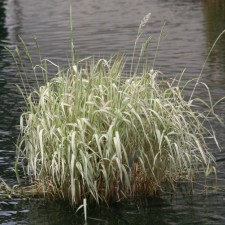 Glyceria Maxima Variegata