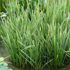 Glyceria Maxima Variegata 2