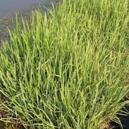 Glyceria Maxima Variegata