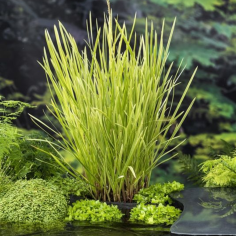 Glyceria Maxima Variegata