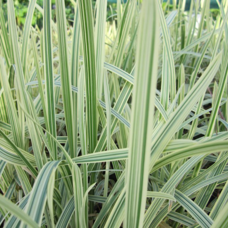 Glyceria maxima 'Variegata'