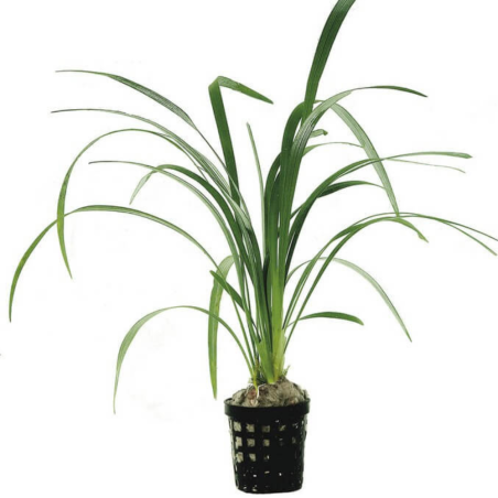 Ophiopogon Gigantea
