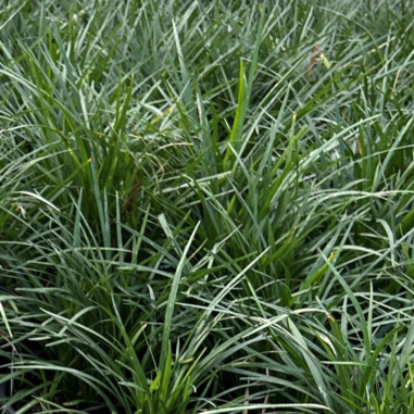 Ophiopogon Gigantea