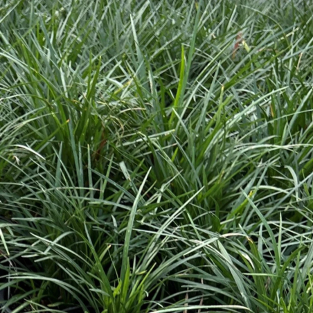 Ophiopogon Gigantea
