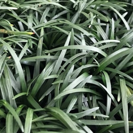 Ophiopogon Gigantea