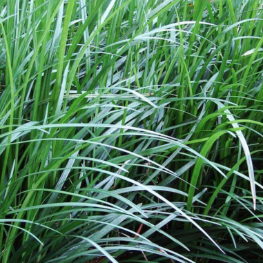 Ophiopogon Gigantea