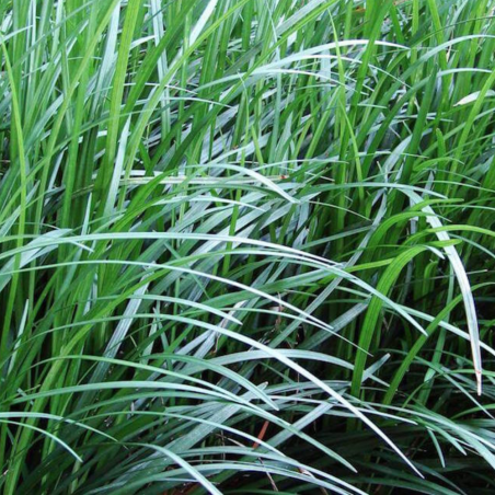 Ophiopogon Gigantea
