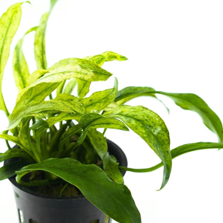 Anubias barteri var. glabra 'Variegata'