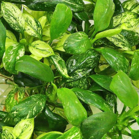 Anubias barteri var. glabra 'Variegata'