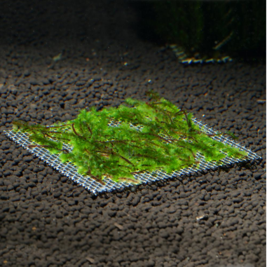 Distichophyllum sp. Hookeriaceae (Troplant Moss) - muschio in porzione