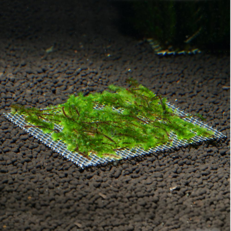 Distichophyllum sp. Hookeriaceae (Troplant Moss) - muschio in porzione