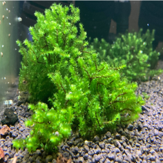 Distichophyllum sp. Hookeriaceae (Troplant Moss) - muschio in porzione 2