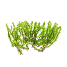 Distichophyllum sp. Hookeriaceae (Troplant Moss) - muschio in porzione