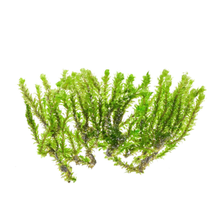 Distichophyllum sp. Hookeriaceae (Troplant Moss) - muschio in porzione