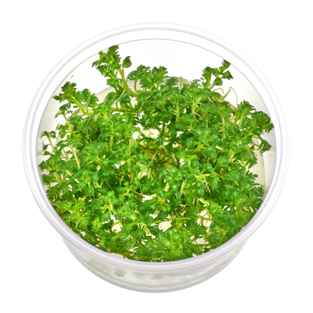 Hottonia palustris in Troplant Linea Vitro