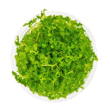 Hottonia palustris in Troplant Linea Vitro