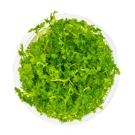 Hottonia palustris in Troplant Linea Vitro
