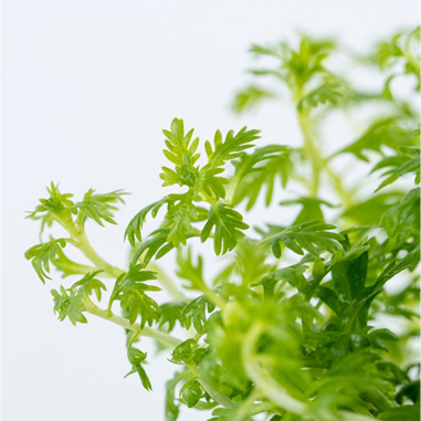 Hottonia palustris in Troplant Linea Vitro