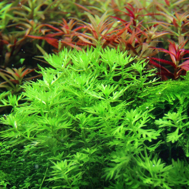 Hottonia palustris in Troplant Linea Vitro