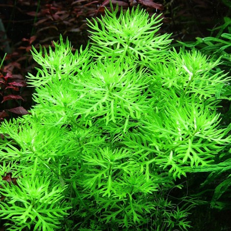 Hottonia palustris in Troplant Linea Vitro