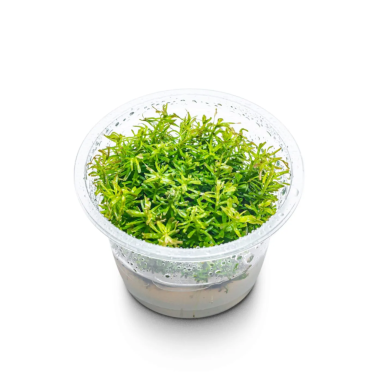 Rotala wallichii in Troplant Linea Vitro Ø 60