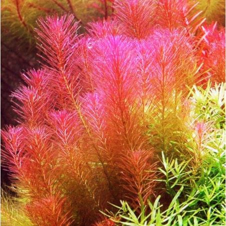 Rotala wallichii in Troplant Linea Vitro Ø 60
