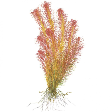 Rotala wallichii in Troplant Linea Vitro Ø 60