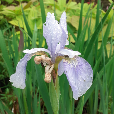 Iris sibirica 'Not Quite White'