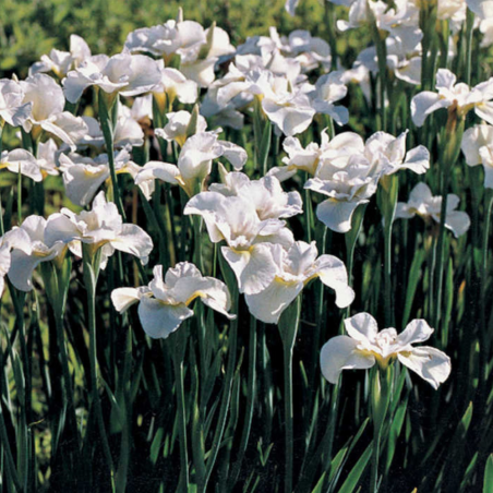 Iris sibirica 'Not Quite White'