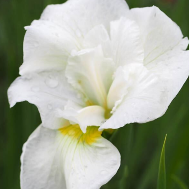 Iris sibirica 'Not Quite White'
