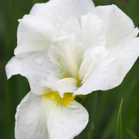 Iris sibirica 'Not Quite White'