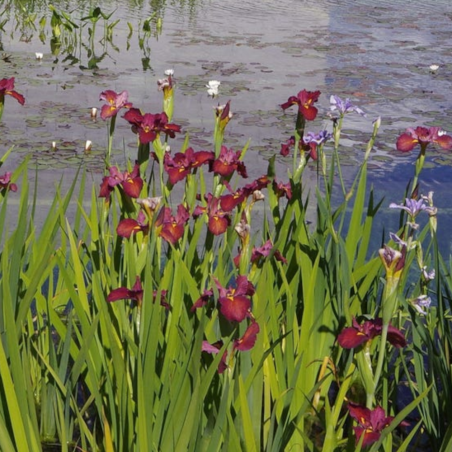 Iris 'Ann Chowning' (Red Water Iris)