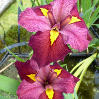 Iris 'Ann Chowning' (Red Water Iris)