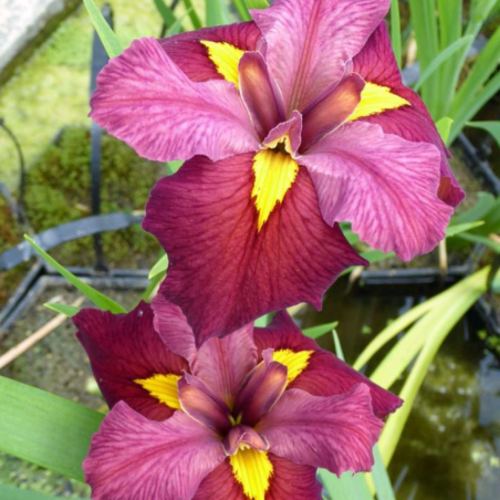 Iris 'Ann Chowning' (Red Water Iris)