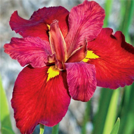 Iris 'Ann Chowning' (Red Water Iris)