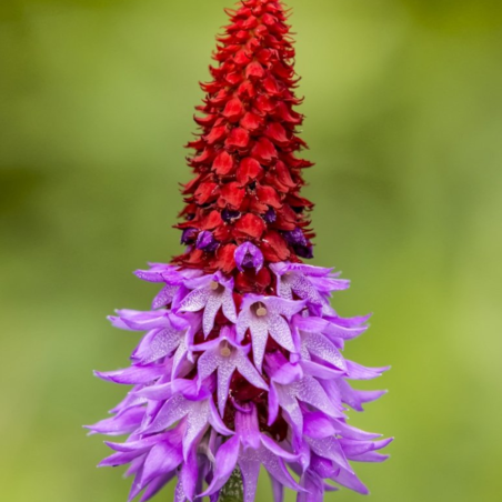 Primula vialii (Primrose)