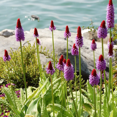 Primula vialii (Primrose)