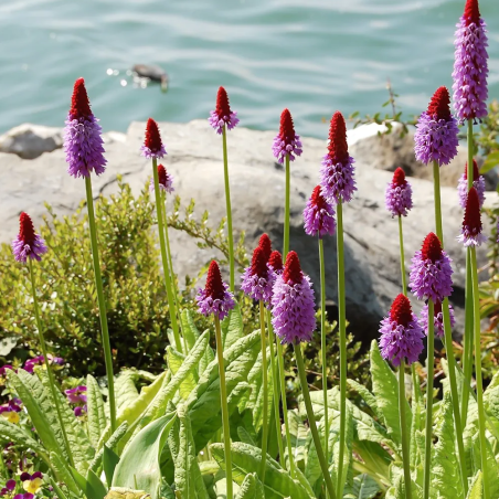 Primula vialii (Primrose)