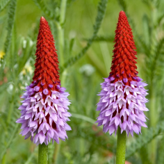 Primula vialii (Primrose) 2